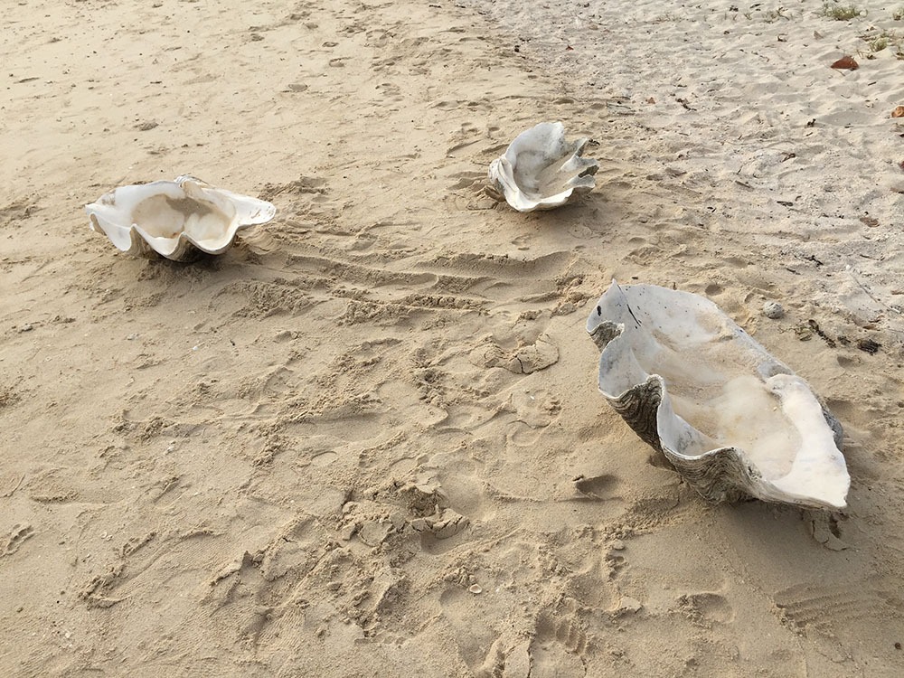 Cangkang kerang yang besar